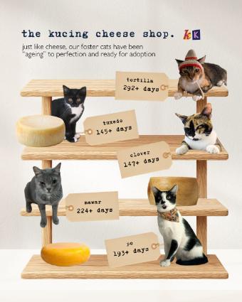 Kolektif Kucing Instagram post 4